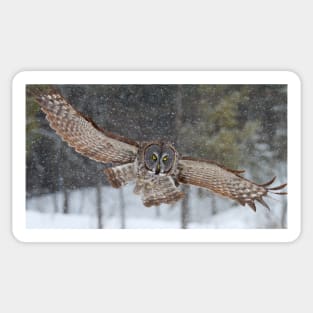 Incoming! - Great Grey Owl Sticker